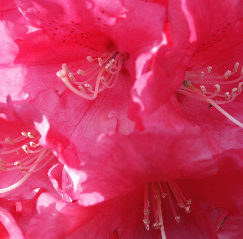 close-up of a pink flower