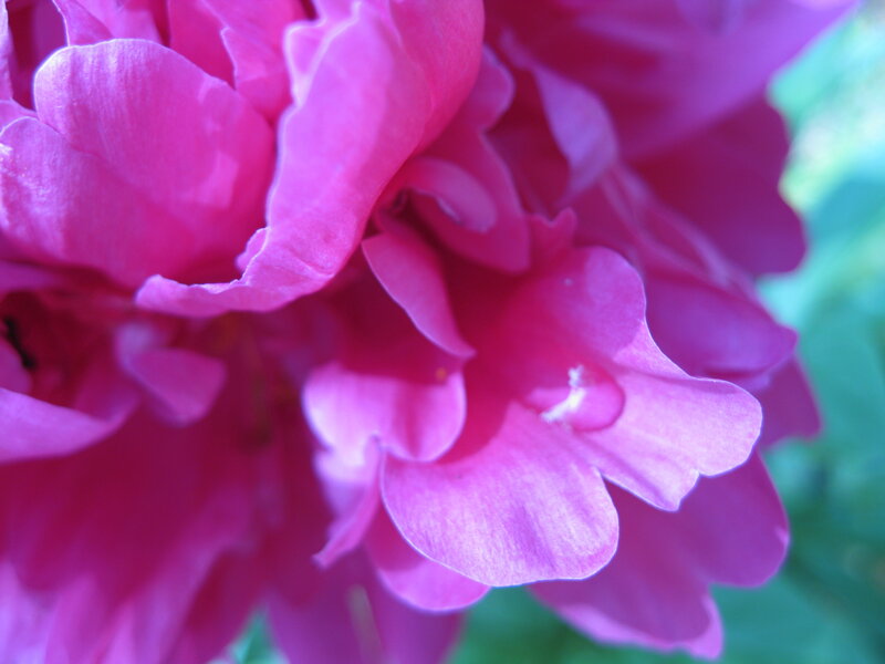 Close-up of a pink flower