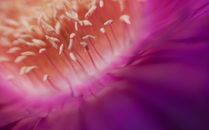 close-up of a pink flower