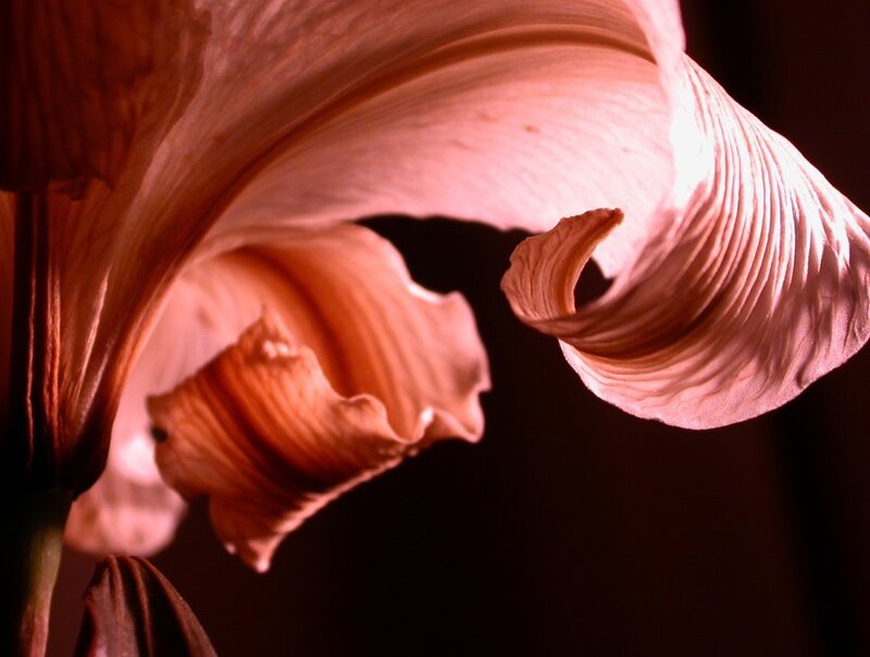 Close-up of a pink flower