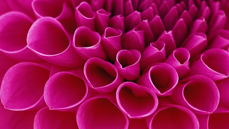 close-up of a pink flower