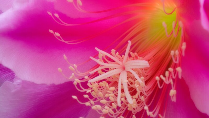 Close-up of a pink flower