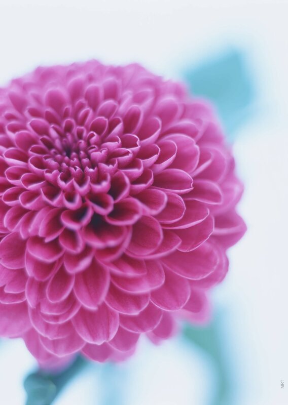 Close-up of a pink flower