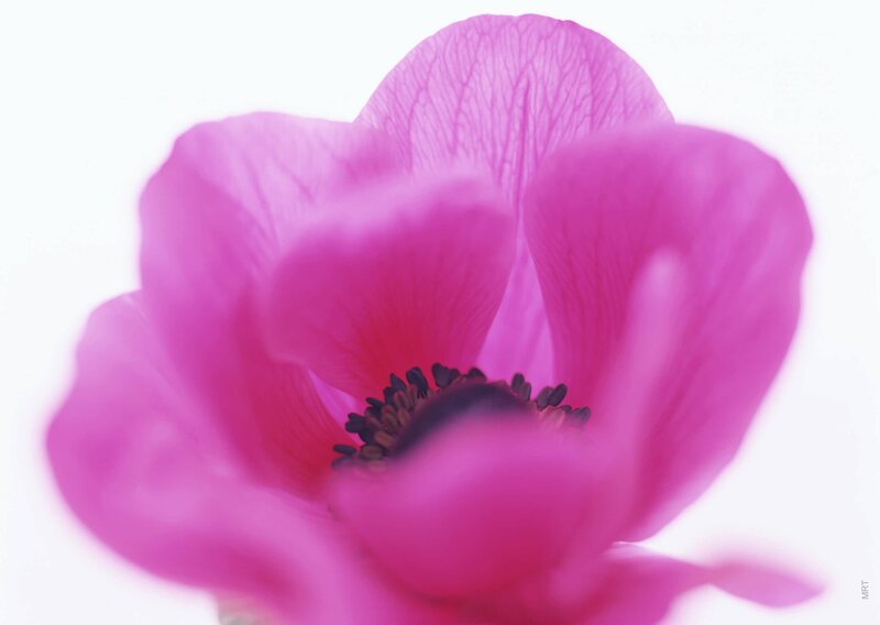 Close-up of a pink flower