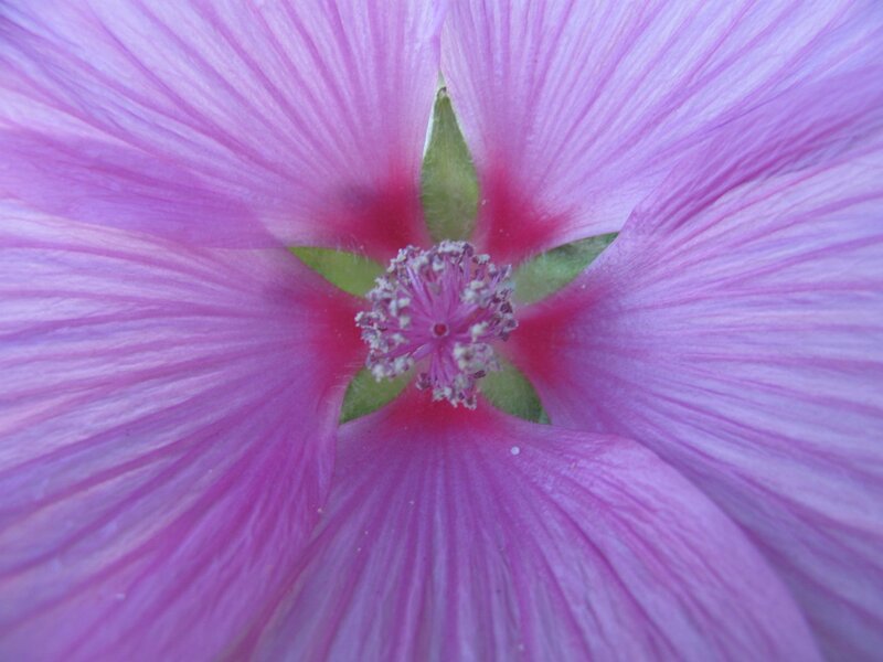 close-up of a pink flower