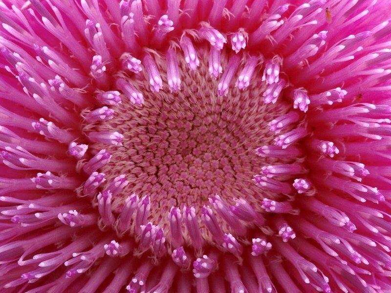 close-up of a pink flower