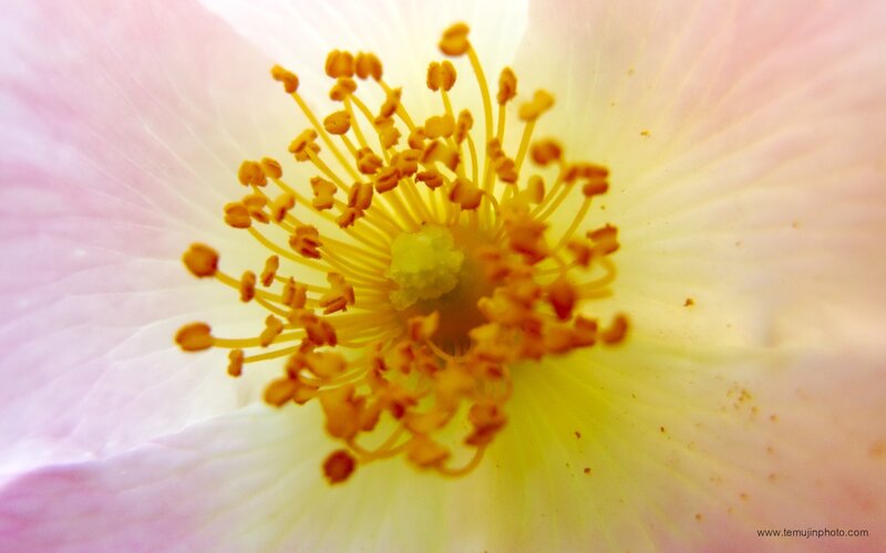 Close-up of a pink flower