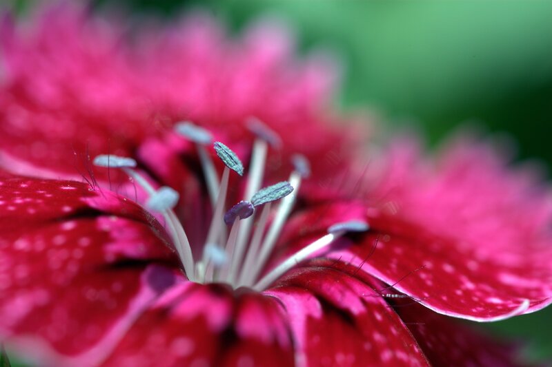 close-up of a pink flower
