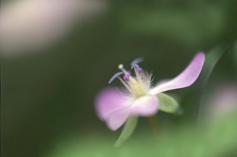 Close-up of a pink flower