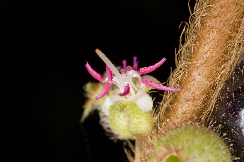 close-up of a pink flower