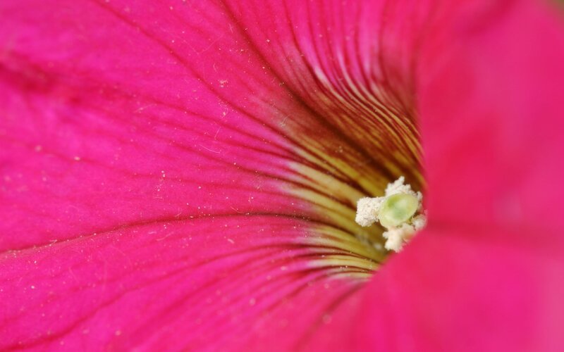 close-up of a pink flower