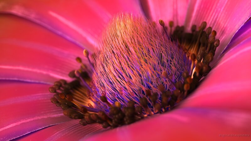Close-up of a pink flower