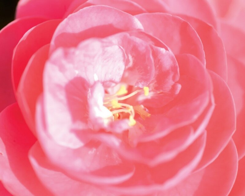 Close-up of a pink flower