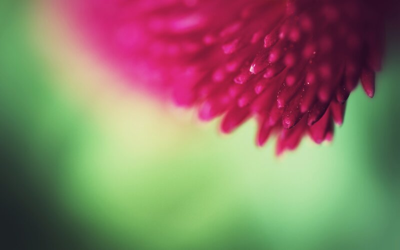 close-up of a pink flower
