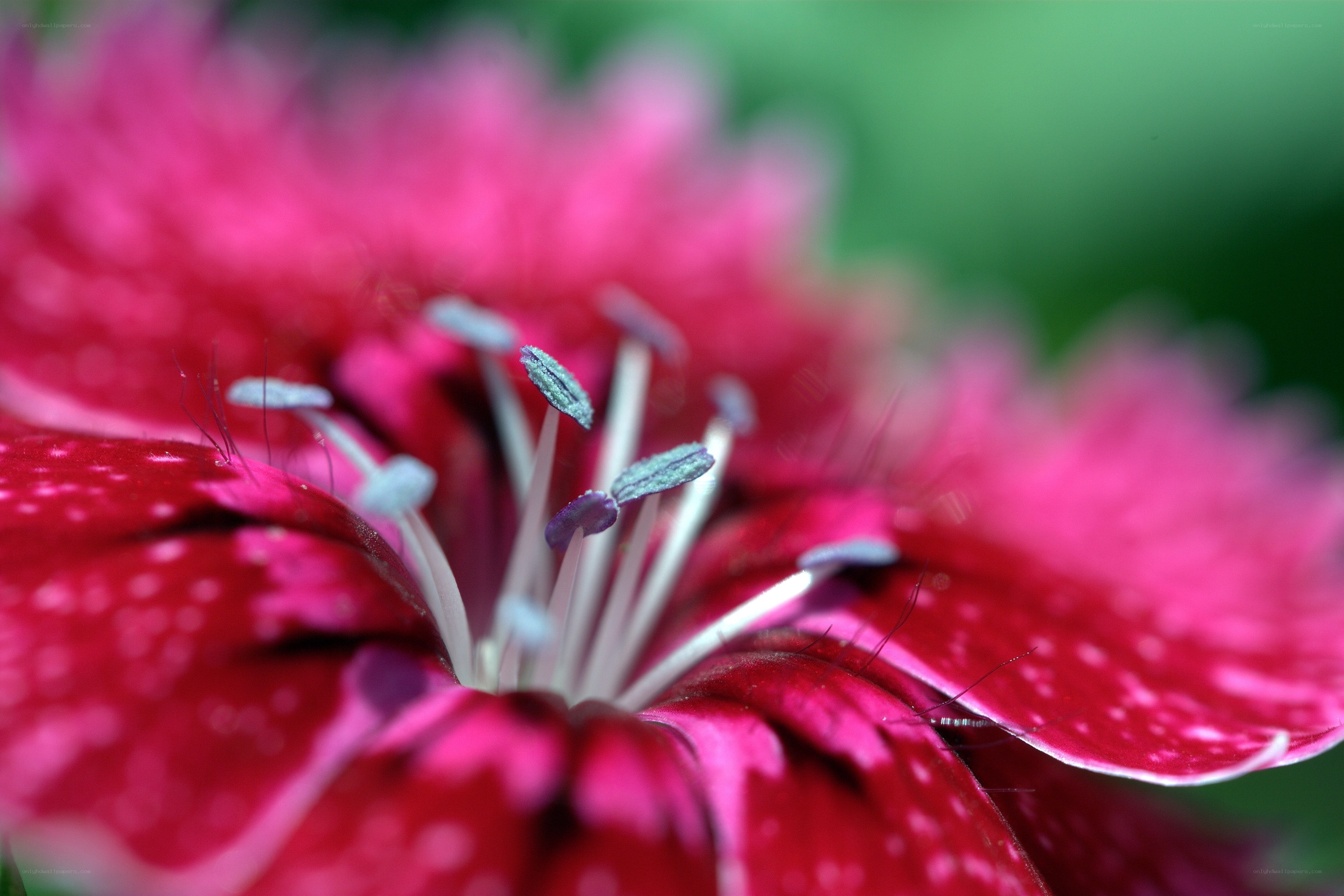 Close-up of a pink flower