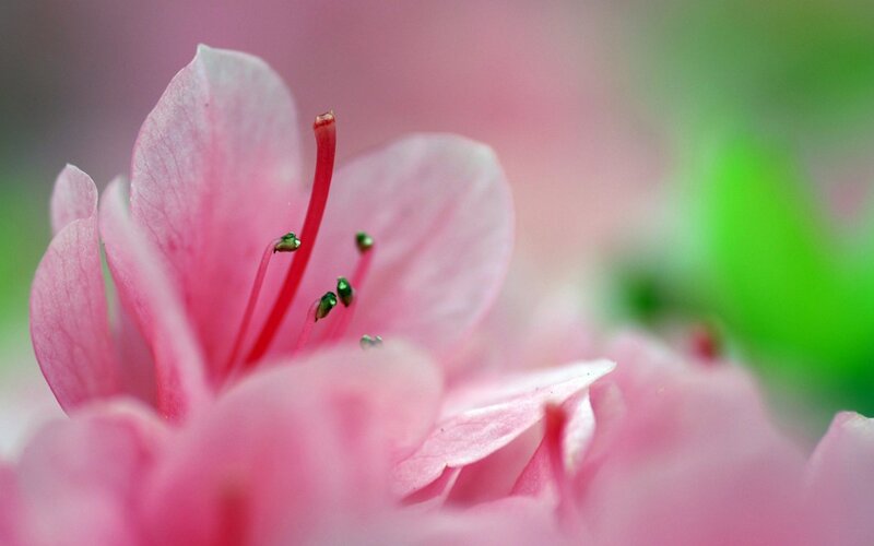 Close-up of a pink flower