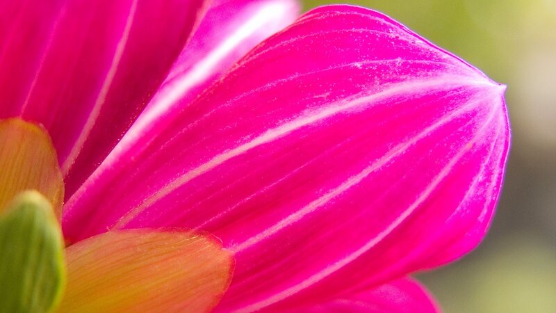 close-up of a pink flower