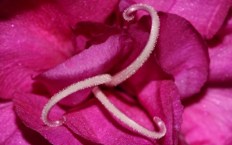 Close-up of a pink flower
