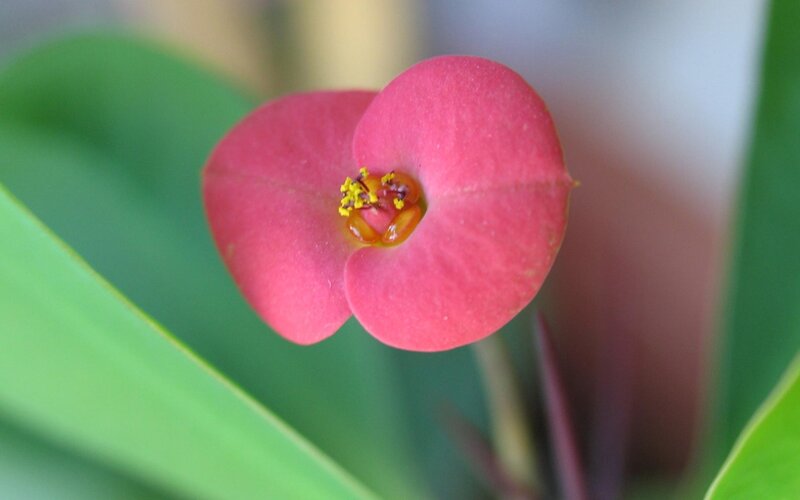 close-up of a pink flower