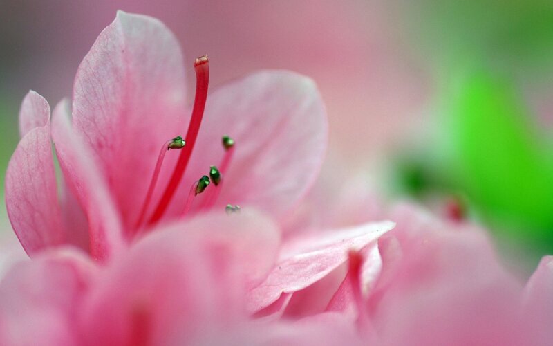 Close-up of a pink flower