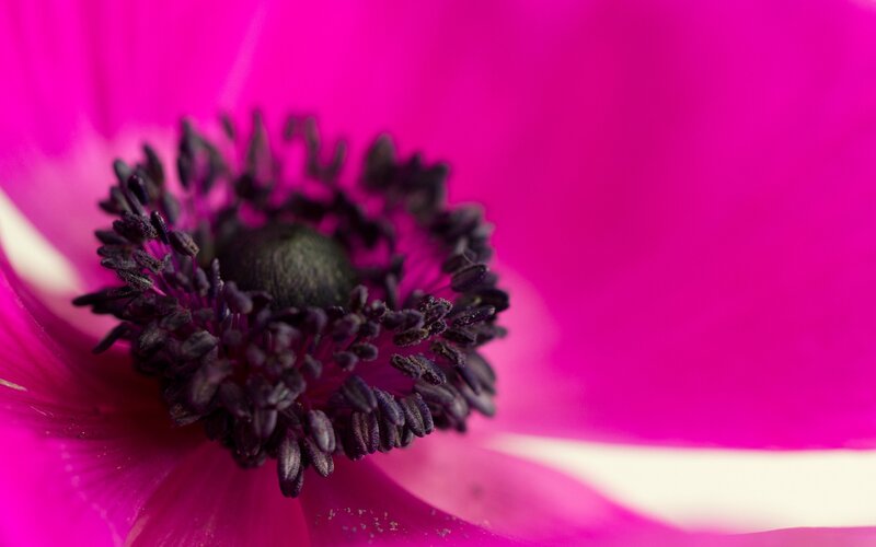 close-up of a pink flower