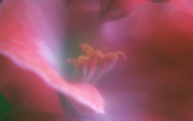Close-up of a pink flower