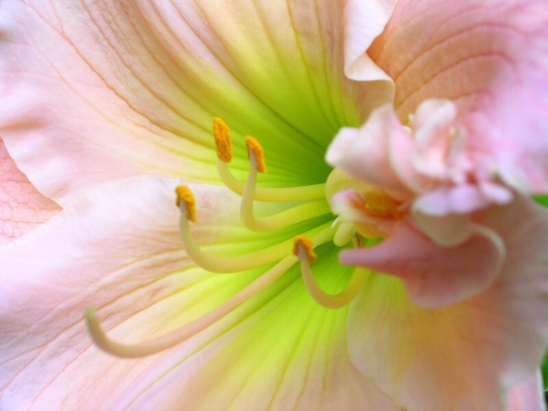 Close-up of a pink flower