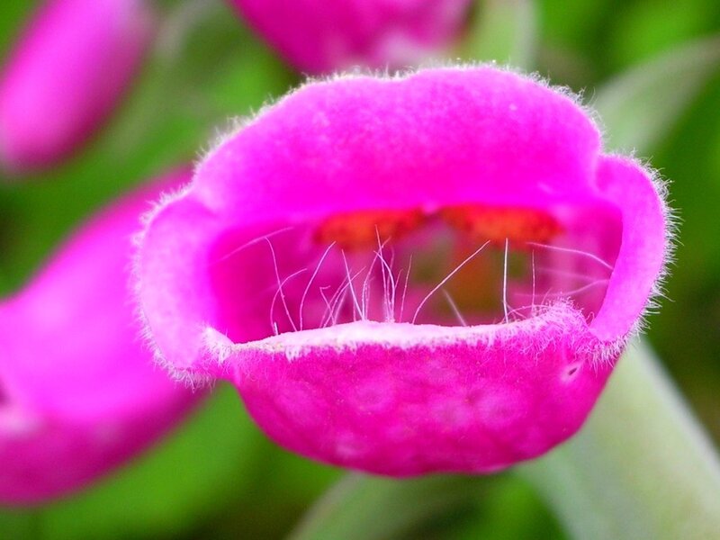 Close-up of a pink flower