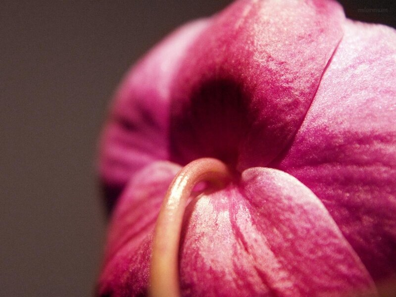 Close-up of a pink flower