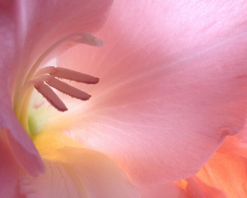 Close-up of a pink flower