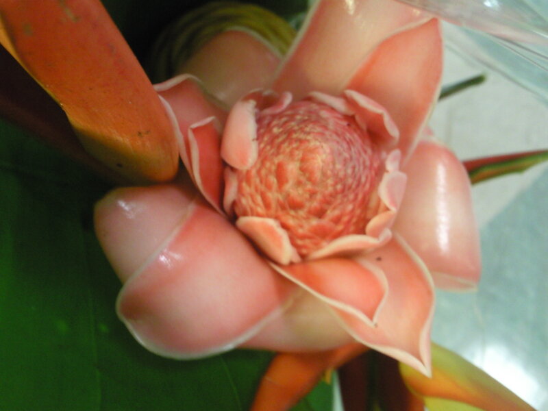 close-up of a pink flower
