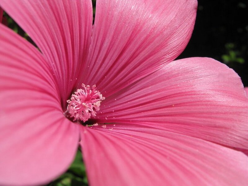 Close-up of a pink flower