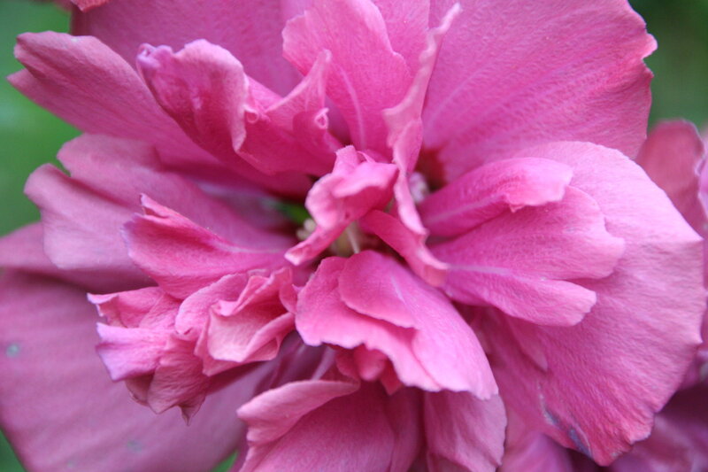 Close-up of a pink flower