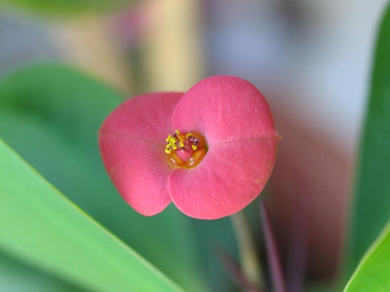 close-up of a pink flower