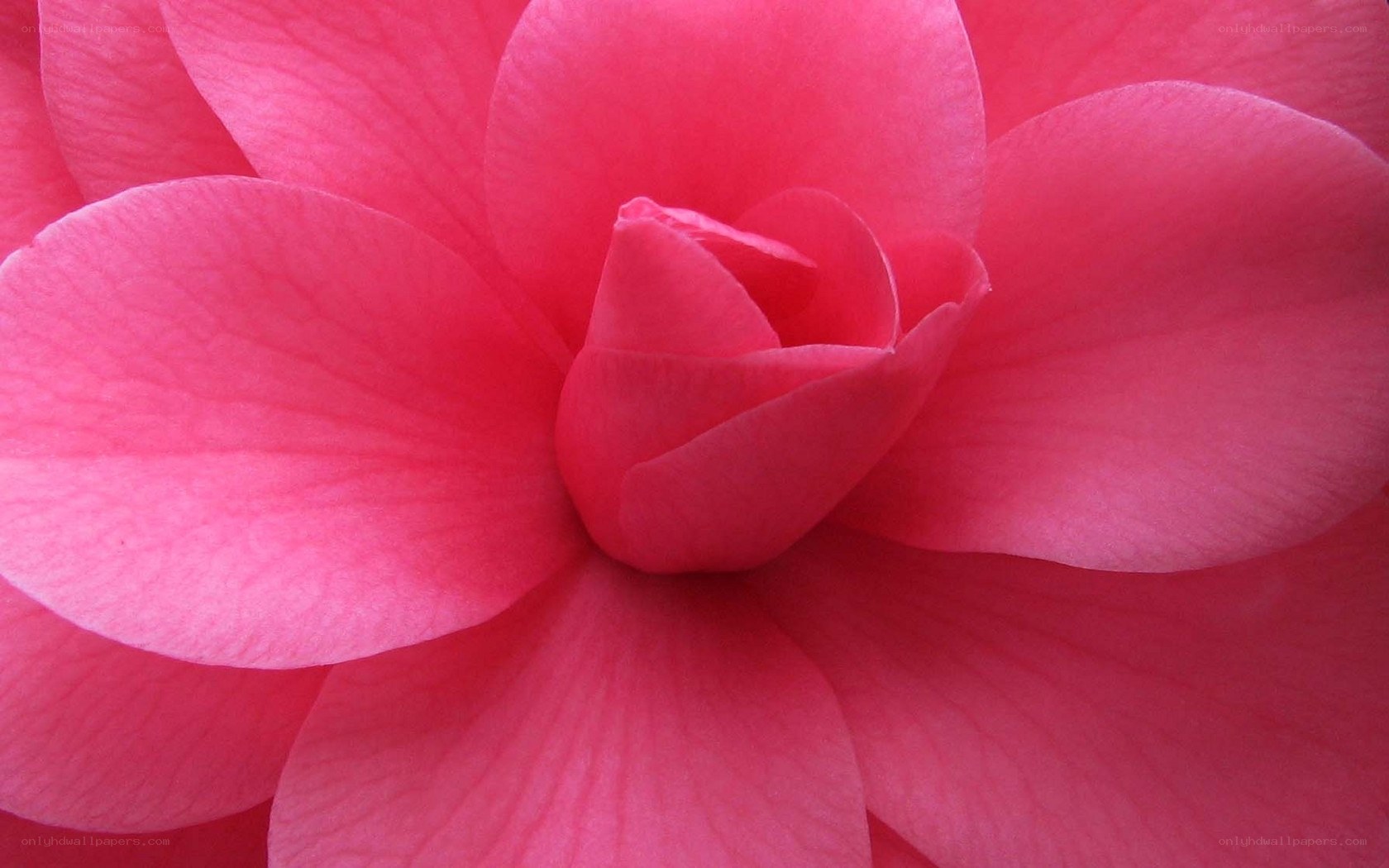 Close-up of a pink flower