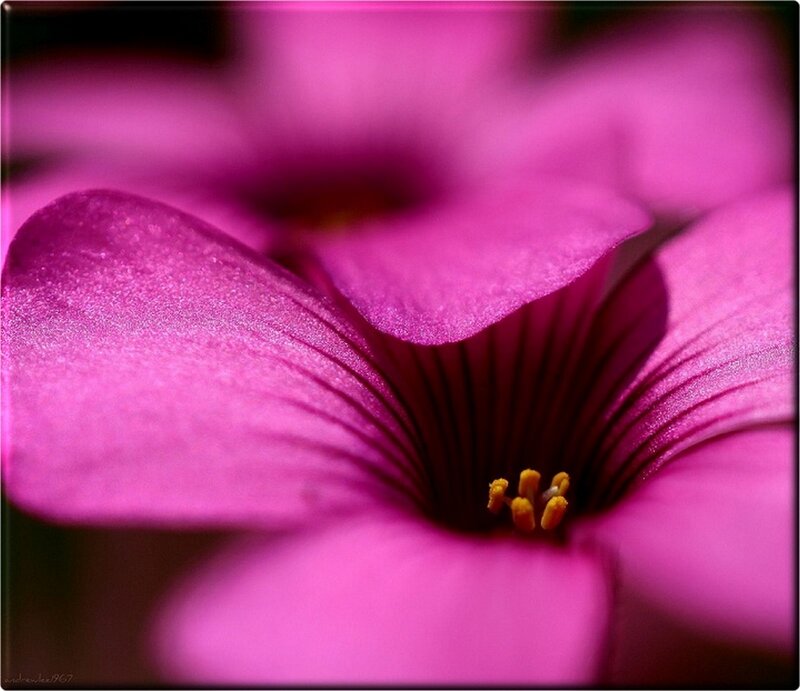 Close-up of a pink flower