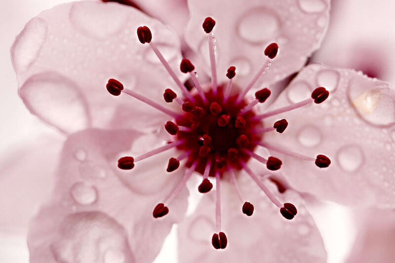close-up of a pink flower
