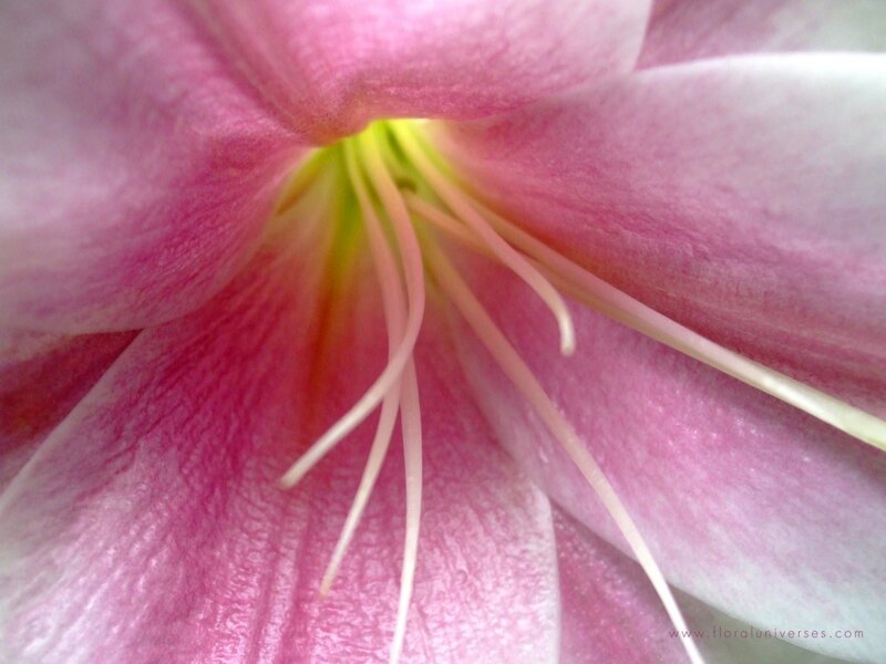 close-up of a pink flower