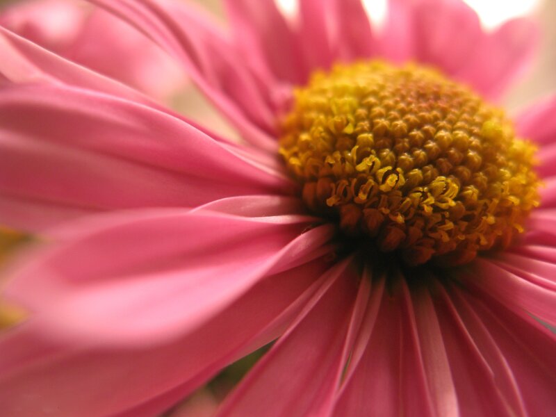 Close-up of a pink flower