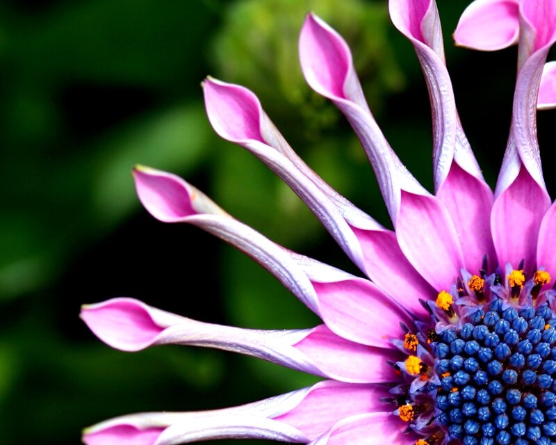 Close-up of a pink flower
