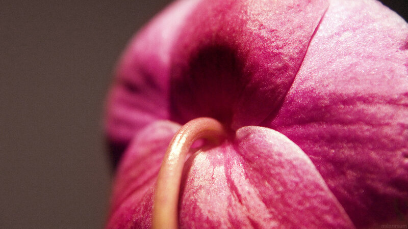 Close-up of a pink flower