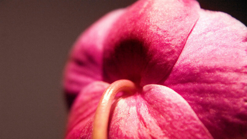 Close-up of a pink flower