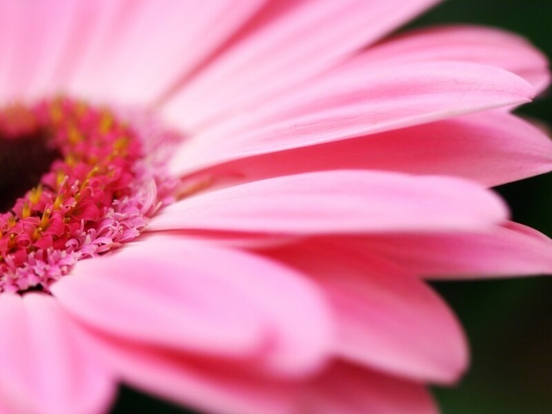 Close-up of a pink flower