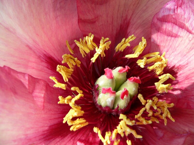 Close-up of a Pink Flower — Vibrant