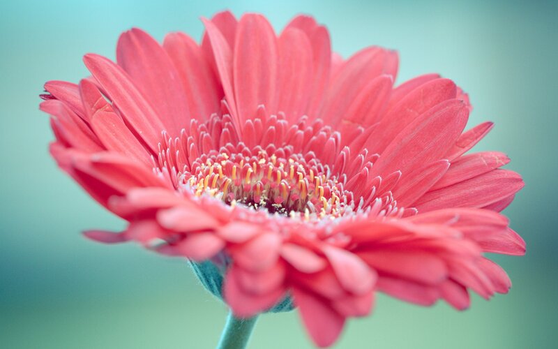 close-up of a pink gerbera daisy