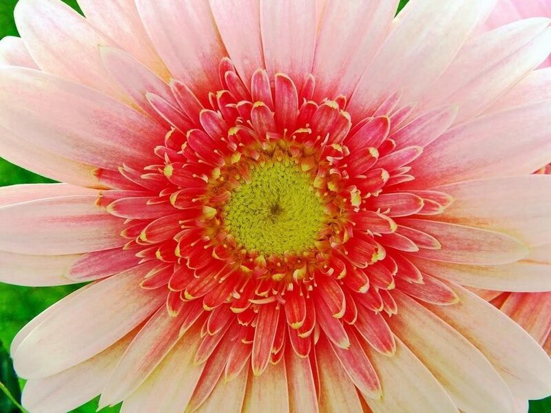 close-up of a pink gerbera daisy
