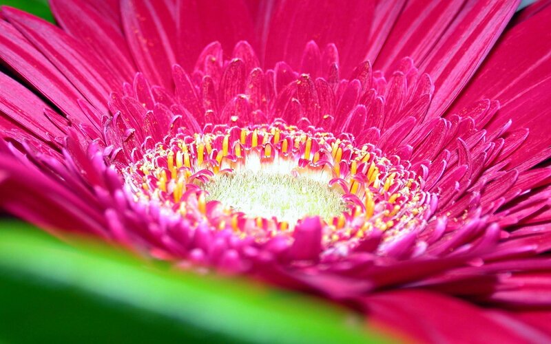 Close-up of a pink gerbera daisy