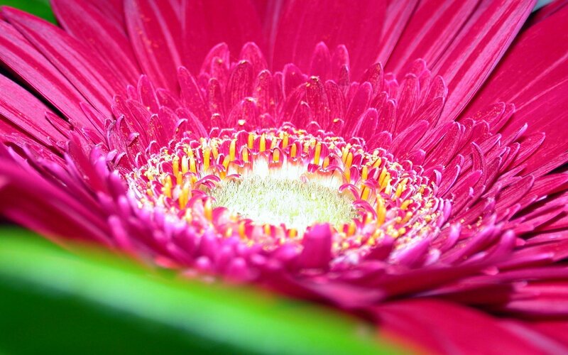 Close-up of a pink gerbera daisy