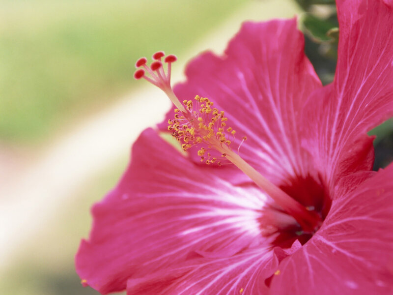 Close-up of a pink hibiscus flower