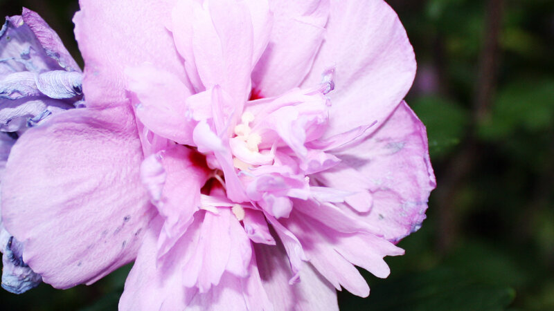 Close-up of a pink hibiscus flower